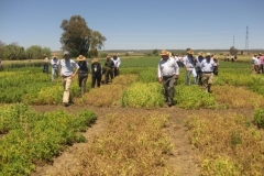 67. agricultores en ensayo guisante