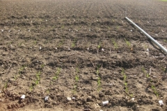 7. vivero avenasin naciendo