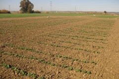 8. ensayo solibam 2012