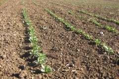 9. plantulas de habas