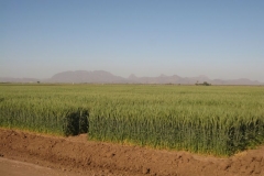 ensayos de trigo en ciudad obregn sonora