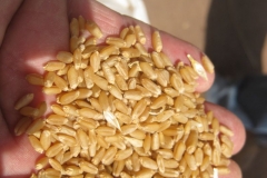 primer trigo harinero cosechado