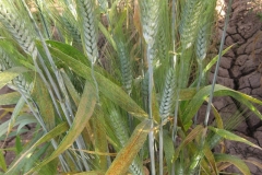 roya en hoja bandera