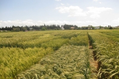 11. ensayos conil en abril