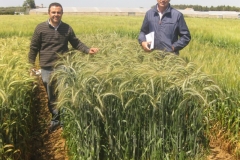 12. con nour y triticale imperioso