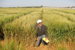 13. nour con trigos duros con y sin roya