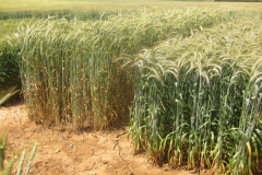 14. trujillo e imperioso