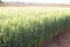 15. prebase de conil