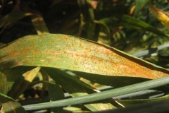 16. roya de la hoja en duros susceptibles