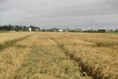 19. ensayos triticale