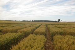 20. nuevos blandos del cimmyt