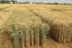 21. imperioso en conil