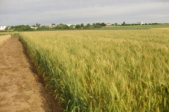 24. prebase de conil