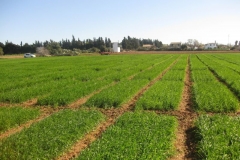 3. panormica ensayos en febrero