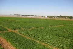 4. ensayos triticale en febrero