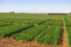 5. ensayo duros syngenta