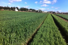 6. bandas desarrollo