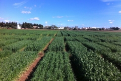 7. ensayo syngenta en marzo