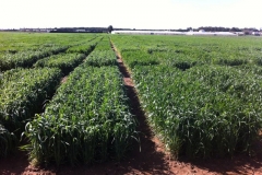 9. ensayos trigo en conil