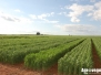 Ecija