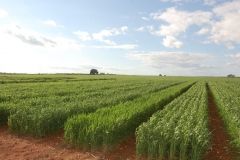 10. bandas de desarrollo ecija