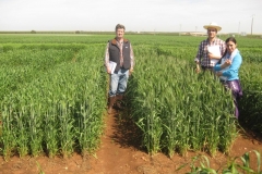 11. con triticale