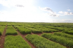 12. ensayos cebadas ecija 2013