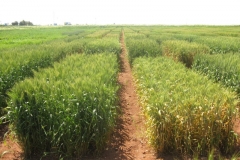 13. resistente a roya amarilla y susceptible