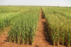 14. don ricardo y variedad susceptible