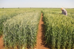 16. imperioso y valeroso