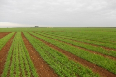 2. bandas de promocin