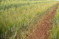 20. avispa sin tratar