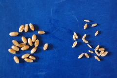 24. granos de trigo tejada y variedad con roya amarilla