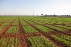 3. ensayos segunda siembra