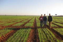 4. ensayos preliminares trigo duro