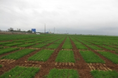 6. ensayo syngenta en cija