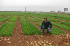 7. samir junto a cebada vigorosa