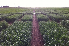 8. algn encharcamiento