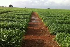 9. despus del diluvio