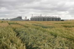 10. ensayos triticale