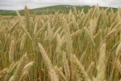12. espigas de triticale