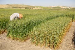 4. resistencia a roya amaarilla