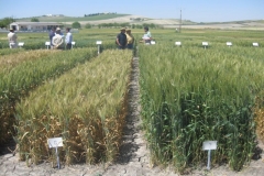 7. variedad con roya amarilla y conil resistente