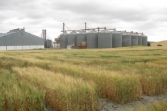 8. ensayos trigo duro