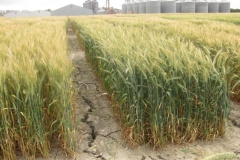 9. ensayos trigo harinero