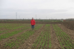 1. ensayo guisante aceuela