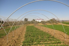 10. ensayo solibam a principios de febrero