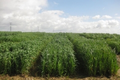 13. ensayo de avena 1 de abril