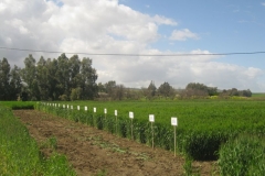 14. bandas en tejada