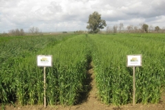 16. escacena con y sin systiva